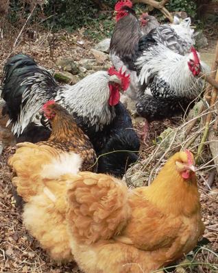 08022015 b concentration orpis 1