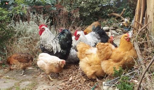 08022015 b le tas de feuilles 4