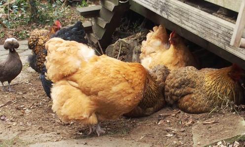 08022015 c elles derangent 3