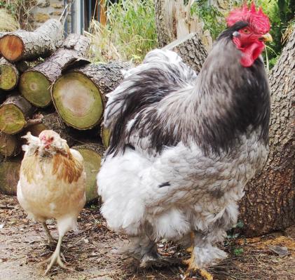 08022015 les inseparables portrait