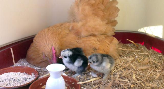 08062015 les petits pious de mimi