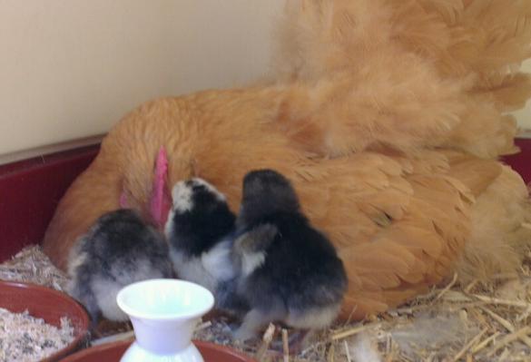 08062015 les poussins picorent leur mere