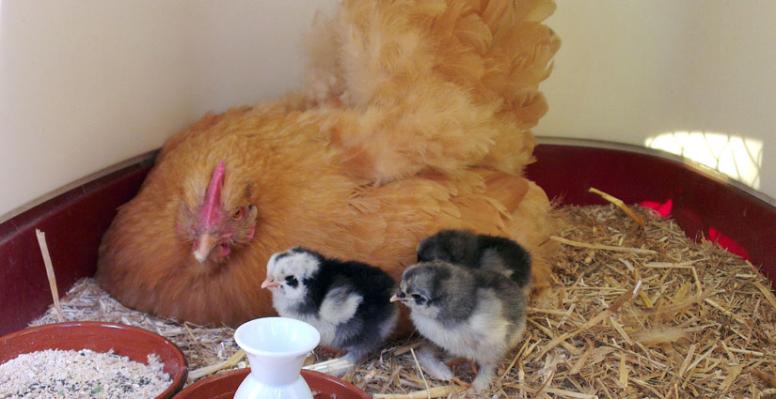 08062015 mimi et ses 3 pious