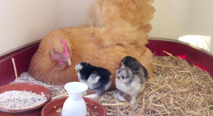 08062015 mimi orpington fauve et ses pious cochin