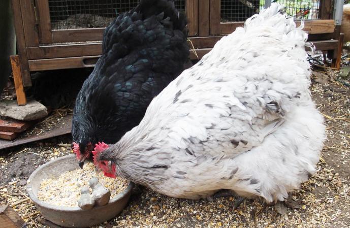 090115 appetit pas coupe 1