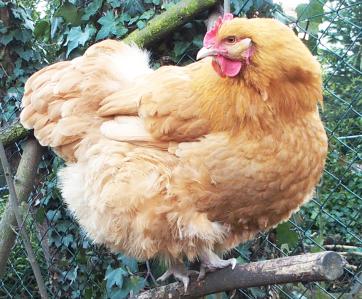 09032015 attitude d orpi 1