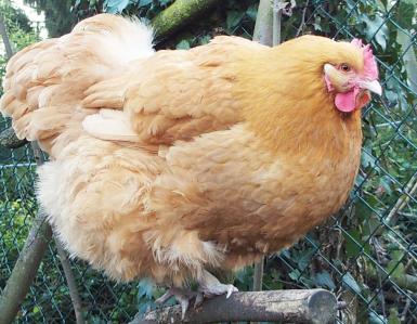 09032015 attitude d orpi 3