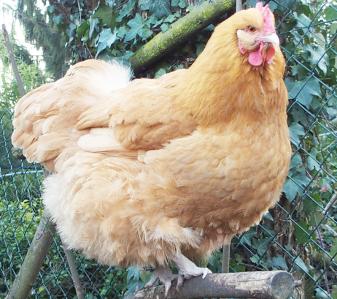 09032015 attitude d orpi 4