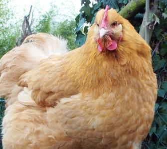 09032015 attitude d orpi 7