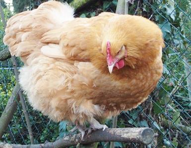 09032015 attitudes d orpi 2