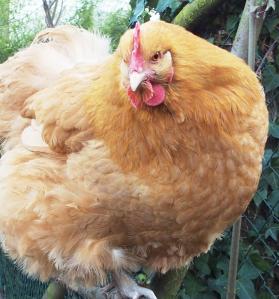 09032015 attutude d orpi 6