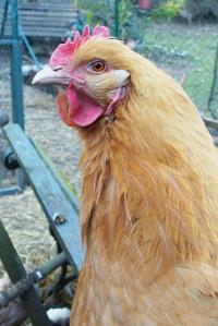 09032015 expressions de poule 1