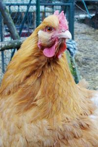 09032015 expressions de poule 4