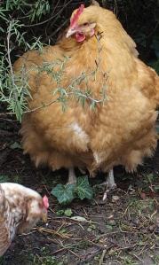 09032015 orpi fauve regardant araucana