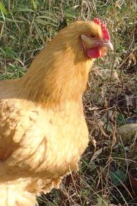 09032015 orpi fauve sur le bassin