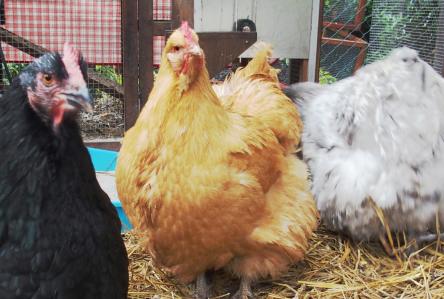 Orpingtons splash, noire et fauve