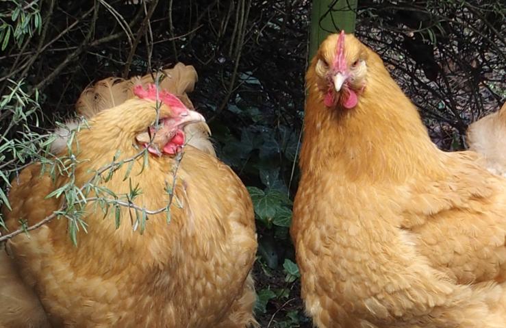 09032015 orpis fauve sous le romarin 1