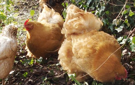 09032015 orpis fauves et judith