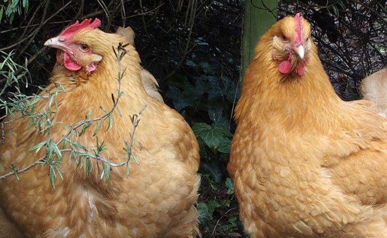 09032015 orpis fauves sous le romarin 2