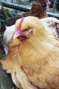 09032015 portrait de smoothie orpi fauve