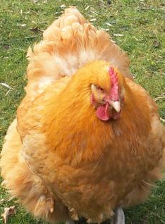 09032015 portrait orpi fauve 1