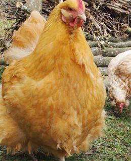 09032015 portrait orpi fauve