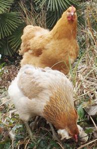 09032015 smoothie avec chouppi