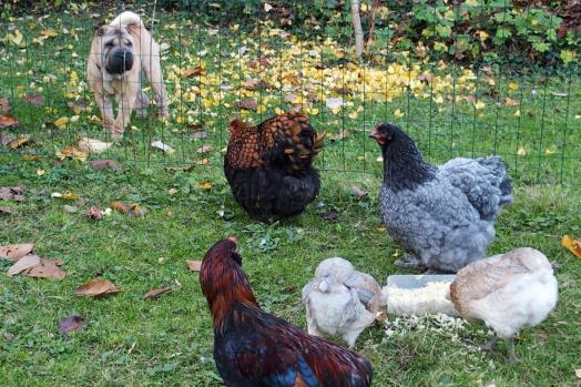 09112015 chien shar pei et gouter des poules