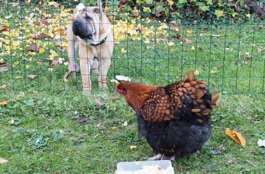 09112015 chien shar pei et poule orpington