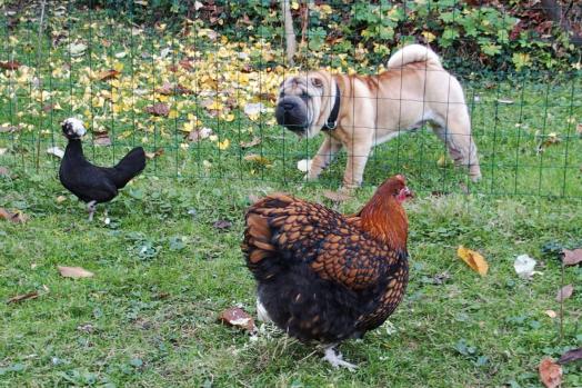 09112015 chien shar pei et poules curieuses