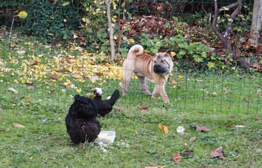 09112015 chien sharpei et poules curieuses 3