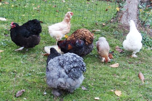 09112015 gouter des poules