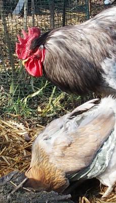 10032015 patty et chouppi en vert