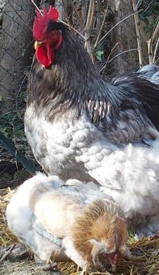 10032015 patty tente