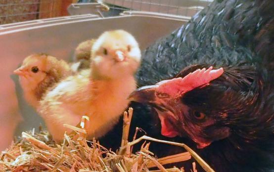 10042015 zoe et ses 3 pious 4