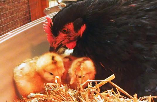 10042015 zoe et ses 3 pious 7