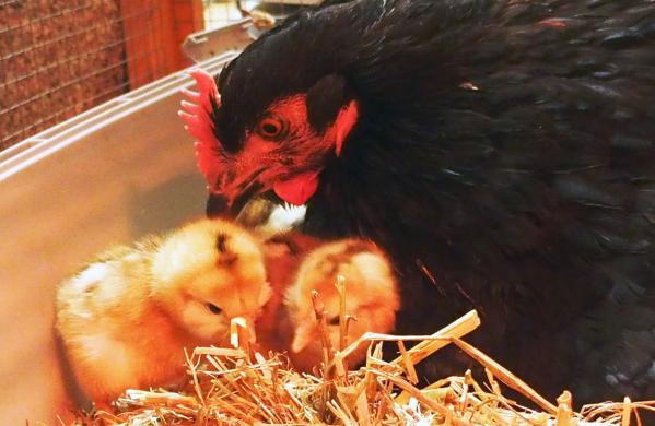 10042015 zoe et ses 3 pious 8