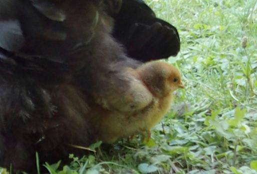 10072015 tipex poussin orpington dans les jupes de sa mere 1