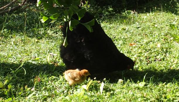 10072015 tipex poussin orpington fauve dans le jardin