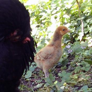 10072015 tipex poussin orpington fauve de 2 semaines vigilant c