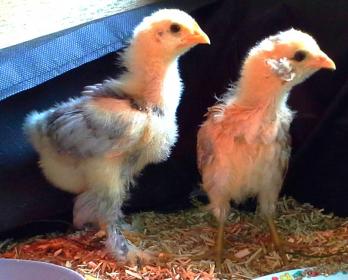 11 patty et chouppi a 3 semaines en bretagne