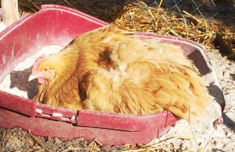 11012015 pouillage mimi a cote chouppi et patty