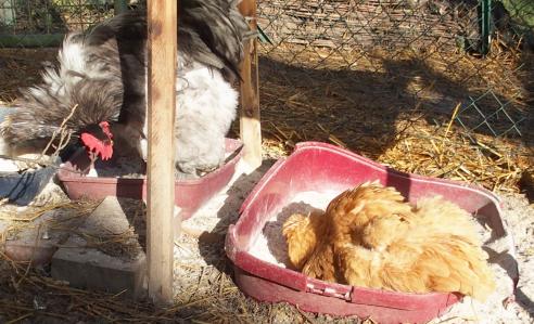 11022015 chouppi pouillage avec patty 3