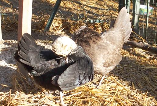 11022015 huppettes attendent 3