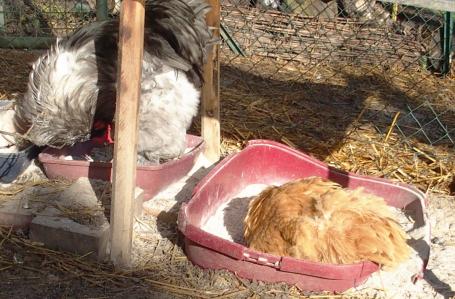 11022015 pouillage chouppi avec patty 2