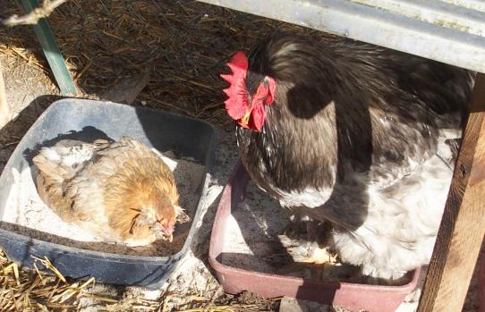 11022015 pouillage chouppi avec patty 8