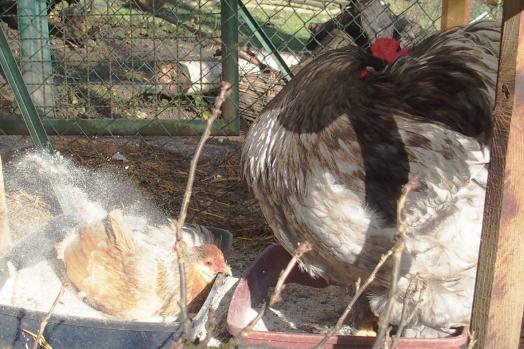 11022015 pouillage chouppi avec patty sable