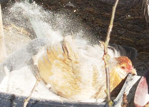 11022015 pouillage chouppi avec patty sablegp