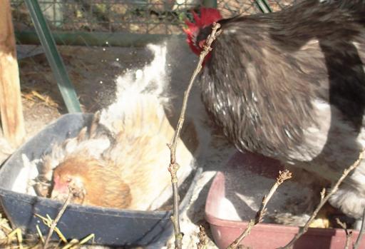 11022015 pouillage chouppi et sable 2