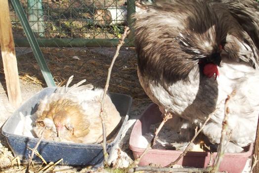 11022015 pouillage chouppi patty lisse 16